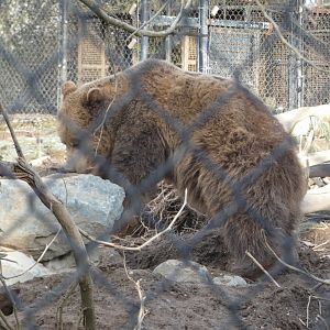 Henry (Grizzly bear)
