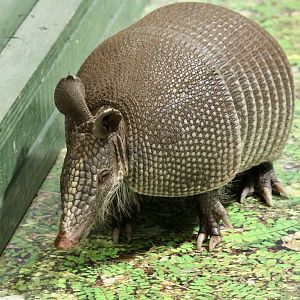 9 Banded Armadillo