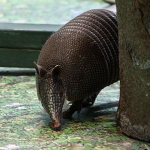 9 Banded Armadillo