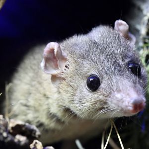 Grey Short-Tailed Opossum