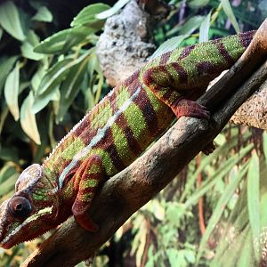 Panther Chameleon