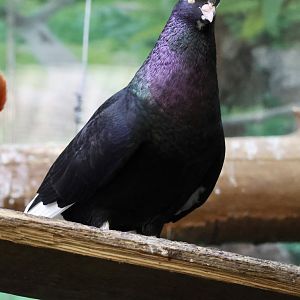 Fancy Pigeon