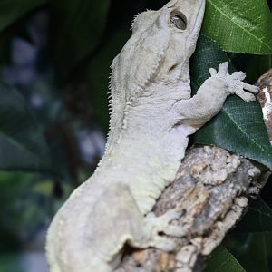 Crested Gecko