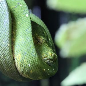Green Tree Python