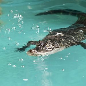 American Alligator