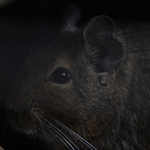 Degu