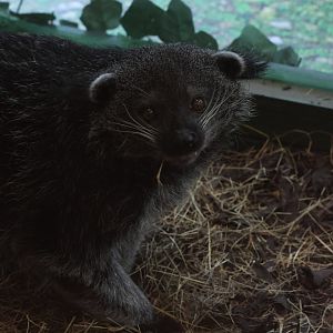 Binturong