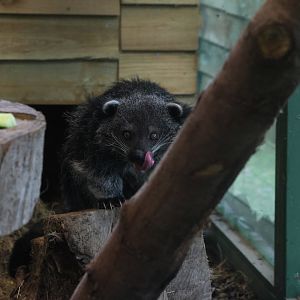 Binturong