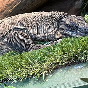 Rough Neck Monitor Lizard