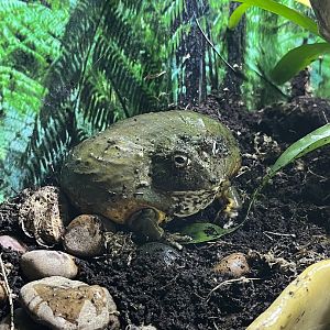 African Bullfrog