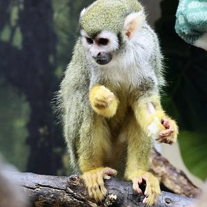 Squirrel Monkey