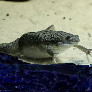 African Clawed Frog