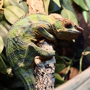 Yemen Chameleon