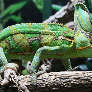Yemen Chameleon