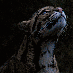 Another Clouded Leopard - Cotswold Wildlife Park 2023