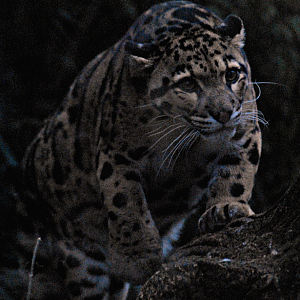 Clouded Leopard - Cotswold Wildlife Park 2023