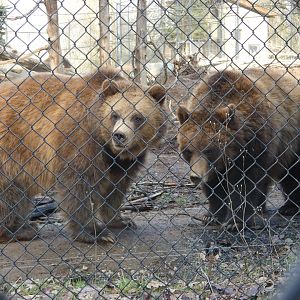 Huggy Bear and Scout (Grizzly bear)