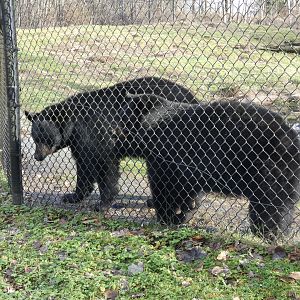 The Spice Bears (American black bear)
