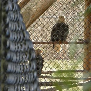 Max and Meredith (Bald eagle)