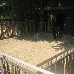 Berlin Zoo - Hans im Glück - Pony exhibit