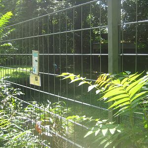 Berlin Zoo - Cassowary exhibit