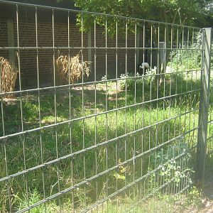 Berlin Zoo - Siberian crane exhibit