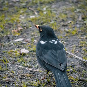 Piebald Blackbird