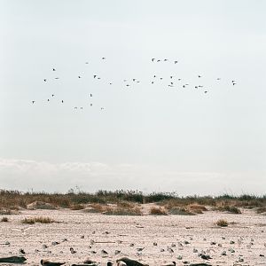 Seals and many Sea Birds (Seehundbank Trischen)