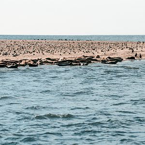 Seals and many Sea Birds (Seehundbank Trischen)