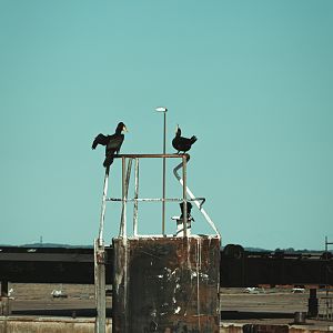 Cormorants