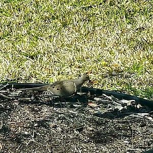 Tweeters At The Feeder - YouTube