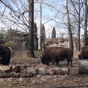 American Bison