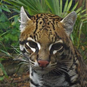 Ocelot, Hemsley Conservation Centre