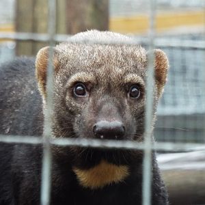 Tayra, Hemsley Conservation Centre