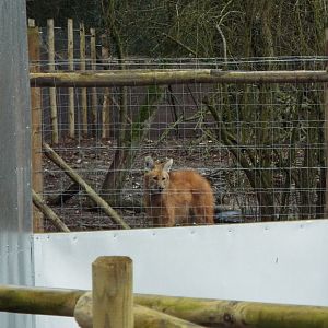 Maned Wolf, Hemsley Conservation Centre