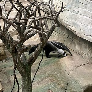 Giant Anteater