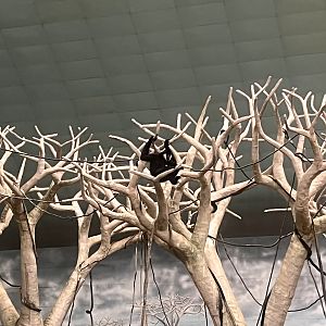 White-cheeked Gibbon