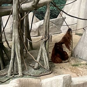 Orangutan