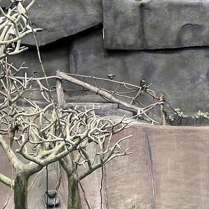 Schmidt’s Red-Tailed Guenon