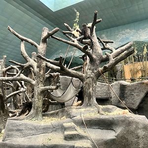 Lowland Gorilla Exhibit