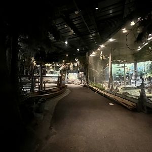 Interior of the swamp