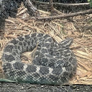 Eastern Massasauga