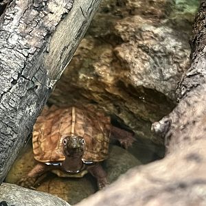 Black-breasted Leaf Turtle