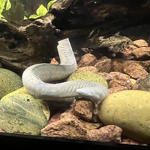 Aquatic Caecilian