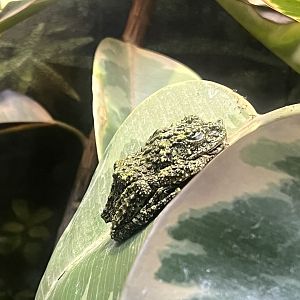 Vietnamese Mossy Frog