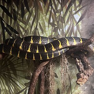 Mangrove Snake