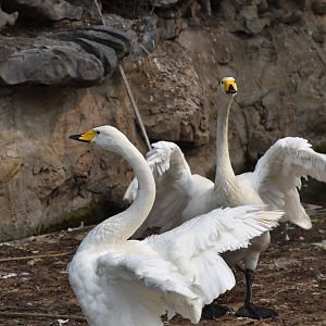 whooper swan (Cygnus cygnus)