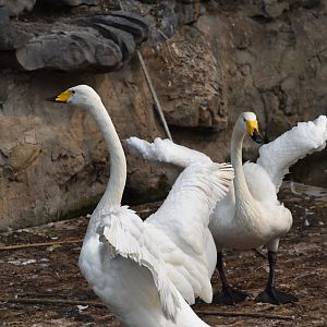 whooper swan (Cygnus cygnus)