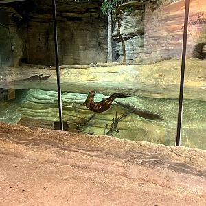 River Otter Exhibit