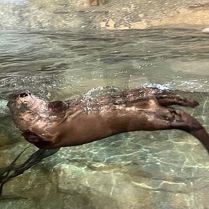 River Otter